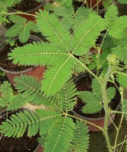 含羞草科 含羞草科