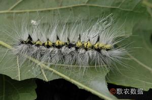 桑劍紋夜蛾 桑劍紋夜蛾