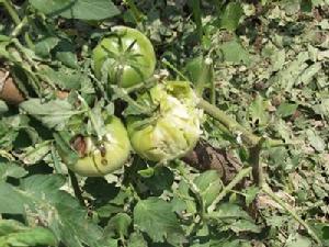 （圖）冰雹破壞