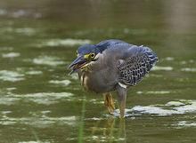 綠鷺斯里蘭卡亞種 綠鷺斯里蘭卡亞種