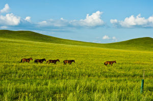 金草原旅遊 金草原旅遊