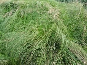 南疆苔草 南疆苔草