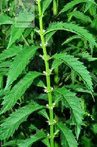 硬毛變種[地筍的變種]