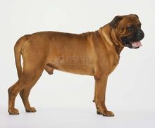 鬥牛馬士提夫犬