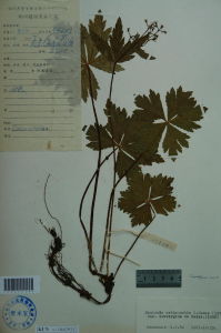 短刺變豆菜 短刺變豆菜