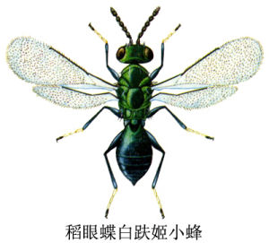 稻眼蝶白趺姬小蜂 稻眼蝶白趺姬小蜂