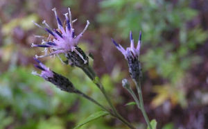 洋縣風毛菊 洋縣風毛菊