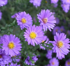 大花紫菀 大花紫菀