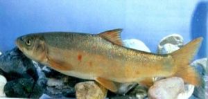 怒江裂腹魚 怒江裂腹魚