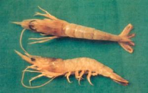 澎湖鷹爪蝦 澎湖鷹爪蝦