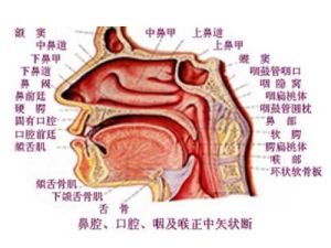 咽喉解剖圖