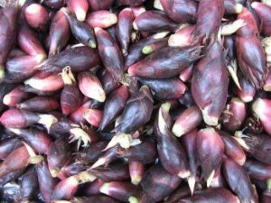 西疇陽荷 西疇陽荷