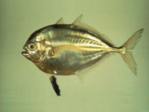 雙線裸胸鰺