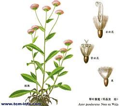 腺毛垂頭菊 腺毛垂頭菊