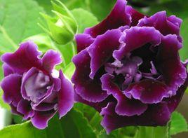 長葉大岩桐 長葉大岩桐