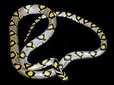 美女蛇[自然界的蛇類]