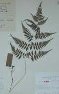 華東蹄蓋蕨 華東蹄蓋蕨