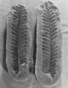 中生代植物區系 中生代植物區系