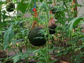 農美黑姑娘 農美黑姑娘