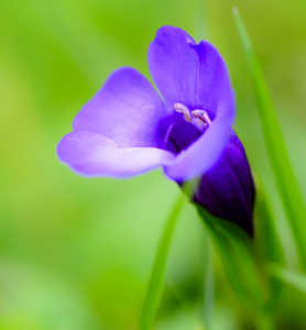 單色蝴蝶草 單色蝴蝶草