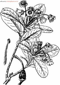 綠柱杜鵑 綠柱杜鵑