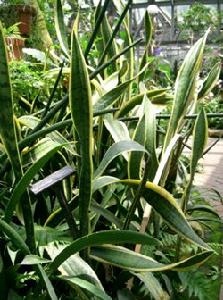 虎尾蘭類植物