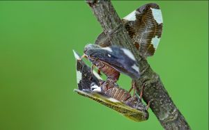 交尾中的緣紋廣翅臘蟬