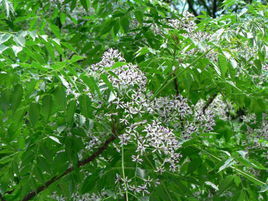 穗序蔥臭木 穗序蔥臭木