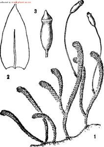 異葉小絹蘚 異葉小絹蘚