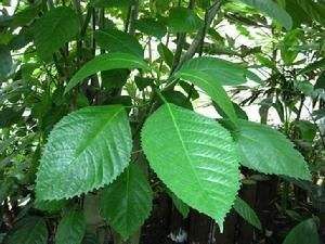 山地水東哥(新變種) 山地水東哥(新變種)