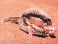 冠鼠亞科 冠鼠亞科