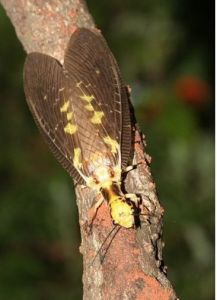 廣西星齒蛉 廣西星齒蛉