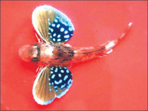 雙峰三棱箱魨 雙峰三棱箱魨