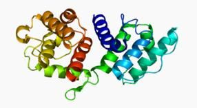 阿爾法-輔肌動蛋白3基因 阿爾法-輔肌動蛋白3基因