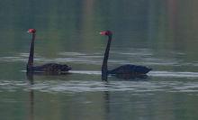 濟南美里湖濕地公園