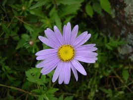 紫苑[多年生宿根草本植物]