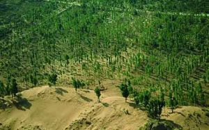 防護林帶 防護林帶