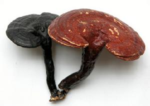 阿爾山國家森林公園