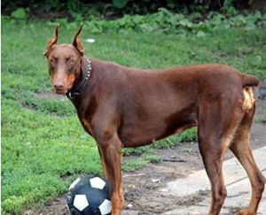 多伯曼平犬 多伯曼平犬