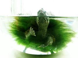 龜背基枝藻 龜背基枝藻