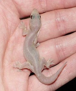 莎車裸趾虎 莎車裸趾虎