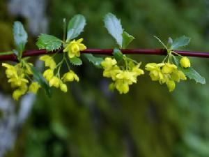 南嶺小檗 南嶺小檗