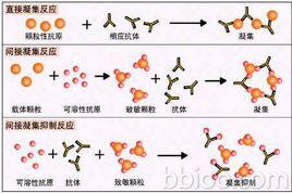 間接凝集抑制反應 間接凝集抑制反應