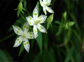 康定獐牙菜 康定獐牙菜