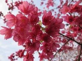 中國櫻花 中國櫻花