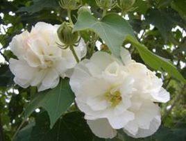 白芙蓉山茶花種源