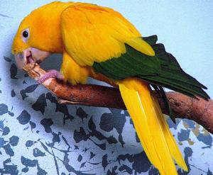 金黃錐尾鸚鵡3