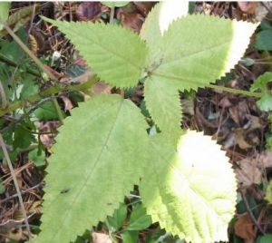 珠芽艾麻(原亞種) 珠芽艾麻(原亞種)