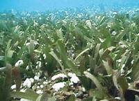 （圖）海底草原