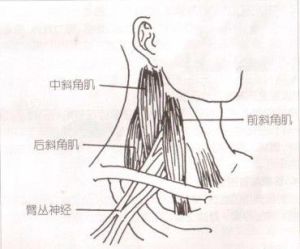 斜角肌 斜角肌